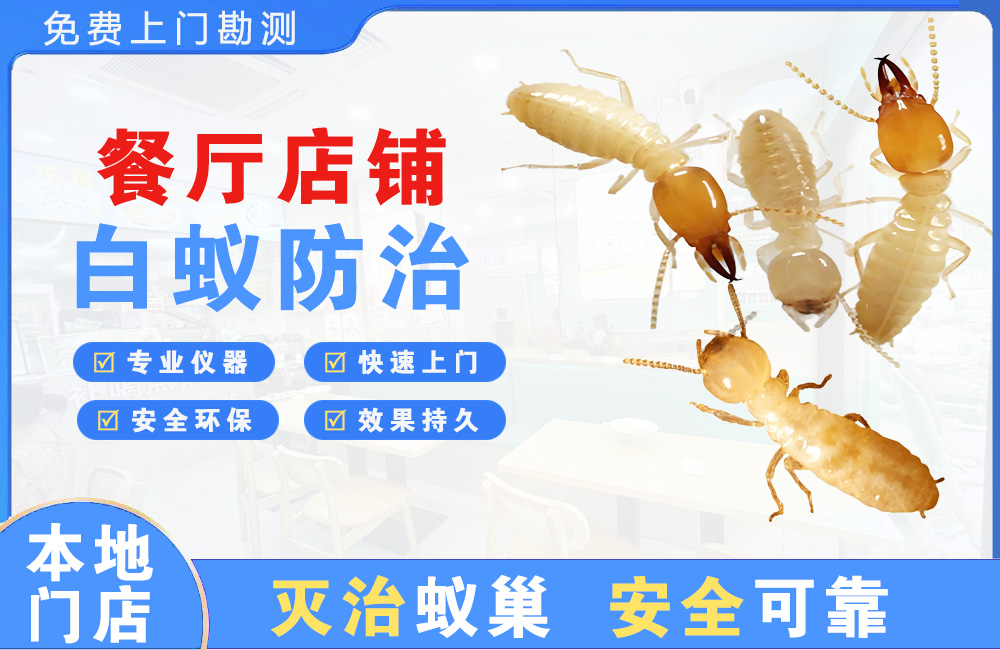 江山餐厅店铺白蚁防治